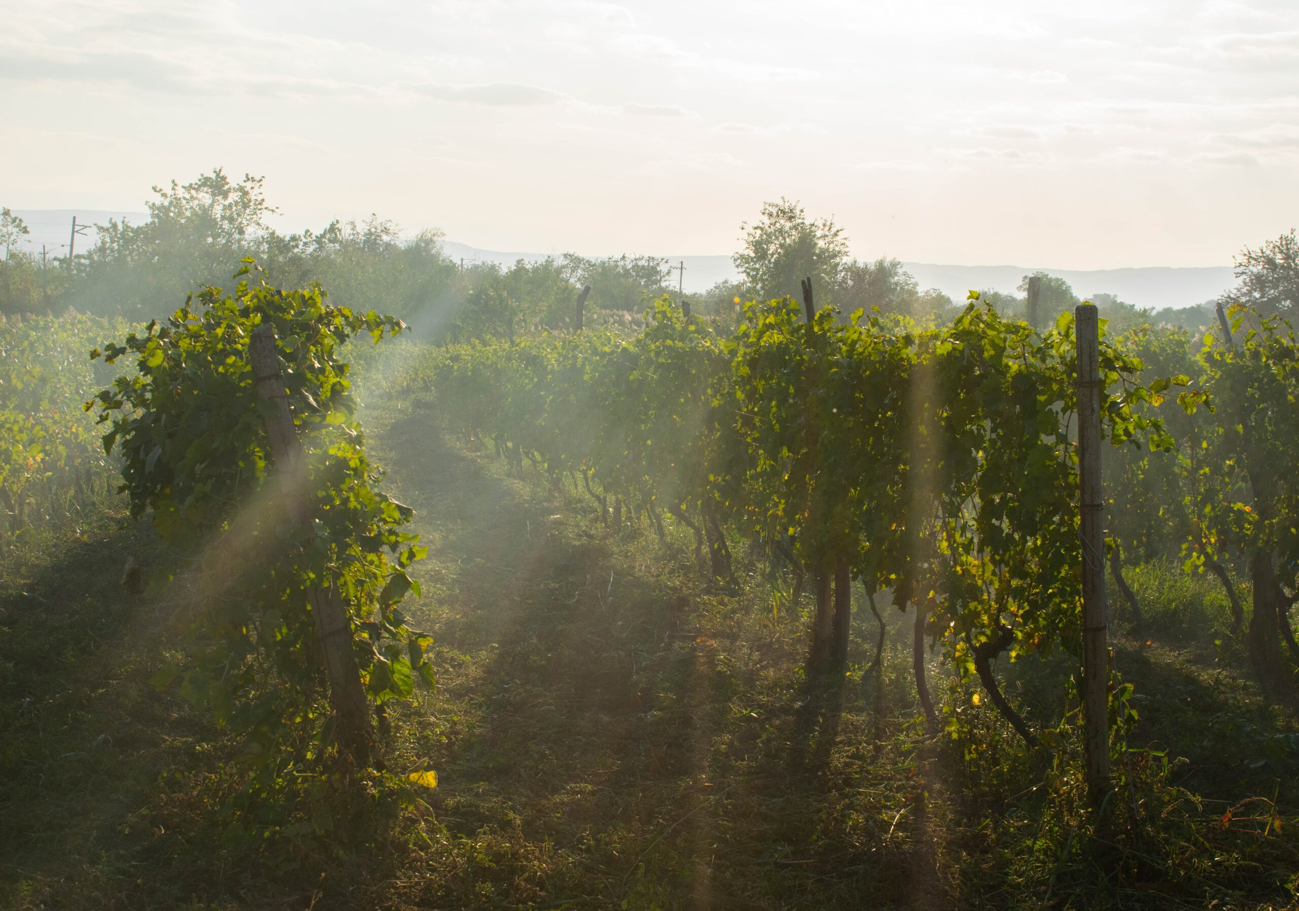 Smythe-location-Penticton-winery-orchard